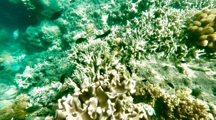 Screen Shot 2018-11-29 at 4.46.09 PM