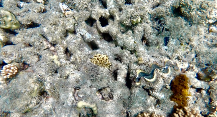 Screen Shot 2018-11-29 at 4.55.12 PM